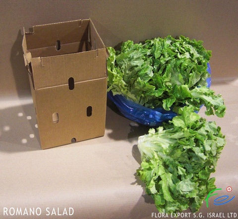 
Romaine Lettuce fresh herb
