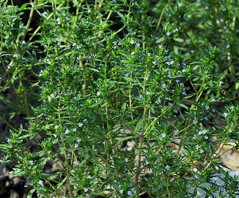 
Savory fresh herb. Photo (cc) Karel Jakubec
