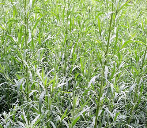 
Tarragon fresh herb. Photo (cc) Herbolario Allium
