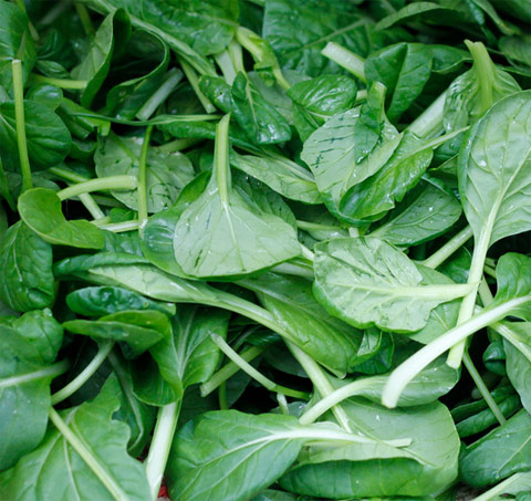 
Tatsoi fresh herb. Photo (cc) Tim Sackton
