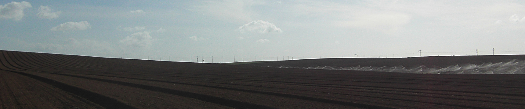 Flora Export S.G. Israel LTD fresh herbs vegetables fruit flowers foliage exporter Israeli company