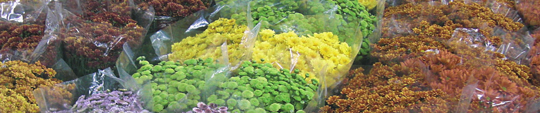 Flora Export S.G. Israel LTD erbe fresche ortaggi frutta fiori foliage esportatore azienda israeliana