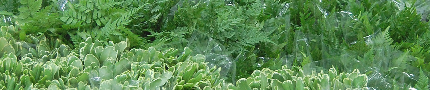 Flora Export S.G. Israel LTD foliage reciso fresco fiori erbe esportatore servizi