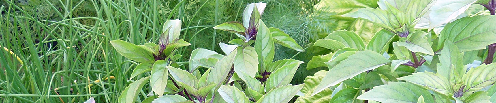 Flora Export S.G. Israel LTD erbe fresche ortaggi frutta fiori foliage esportatore azienda israeliana