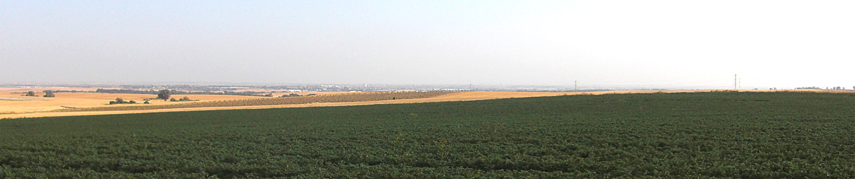 Flora Export S.G. Israel LTD esportatore di erbe fresche, ortaggi e prodotti agricoli