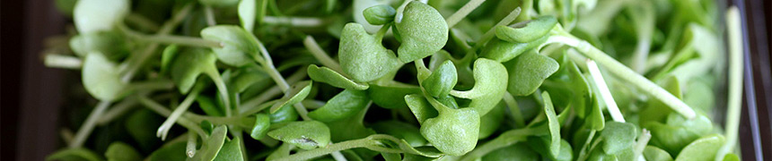 Flora Export S.G. Israel LTD fresh herbs microgreens shoots fruits flowers foliage exporter Israeli company