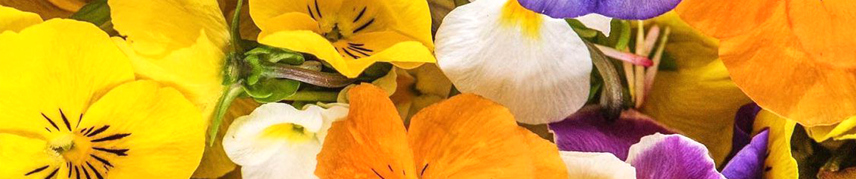 Flora Export S.G. Israel LTD frische Kräuter Gemüse Früchte Blumen Schnittgrün Export israelisches Unternehmen