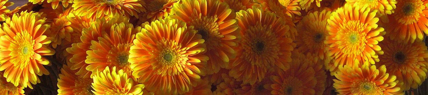 Fresh flowers wholesale supply Flora Export S.G. Israel LTD