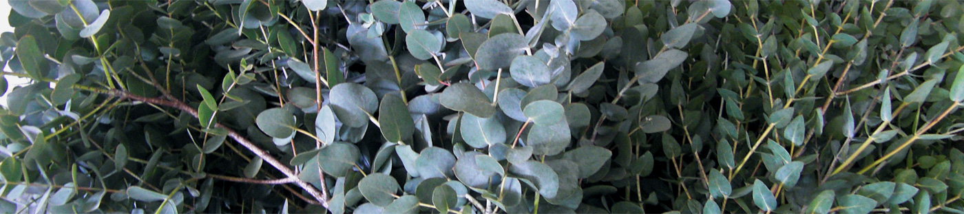 Fresh cut foliage supply Flora Export S.G. Israel LTD wholesale exporter