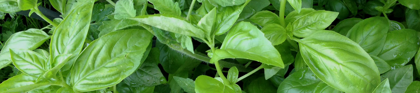 Fresh herbs Flora Export S.G. Israel LTD wholesale supplier.