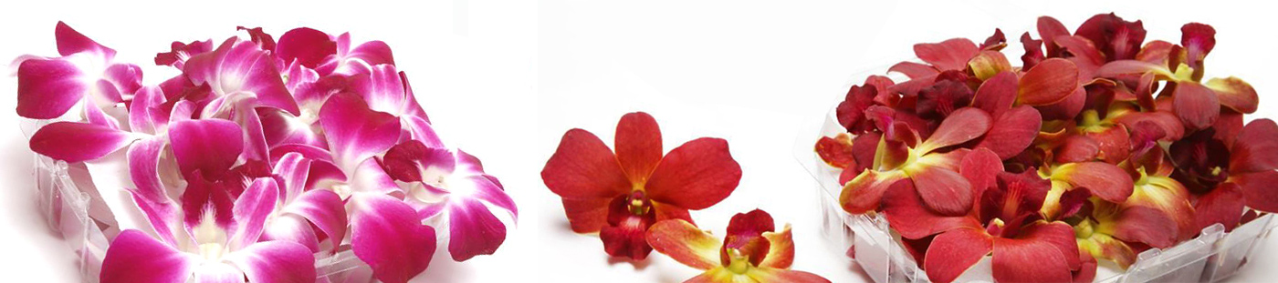 Fresh agricultural produce supply Flora Export S.G. Israel LTD wholesale exporter